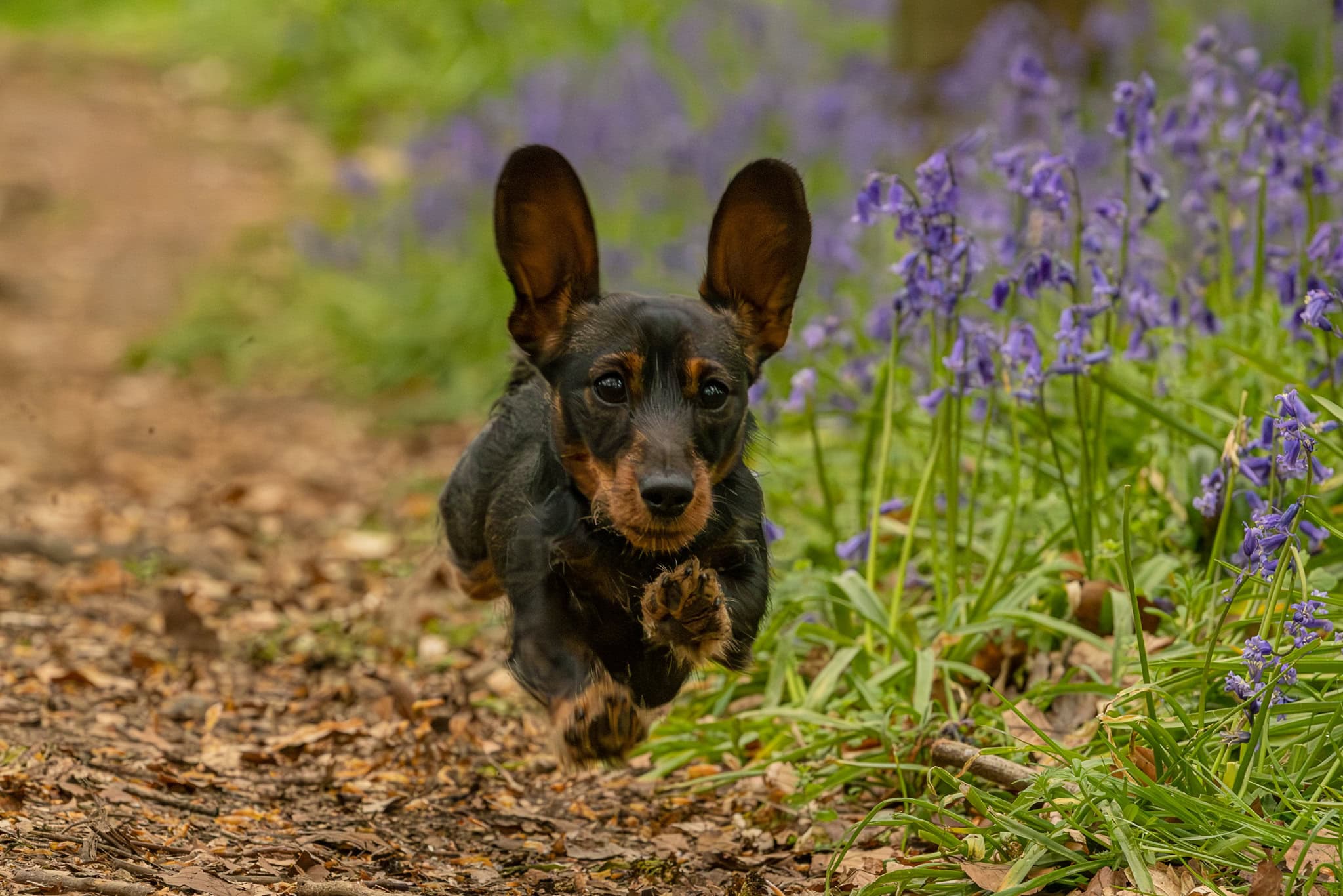 A small dog runs on a path through the bluebells near Hemel